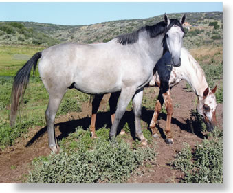 paint and thoroughbred horses